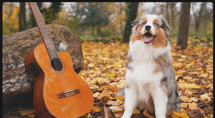 La guitare et le chien, en automne